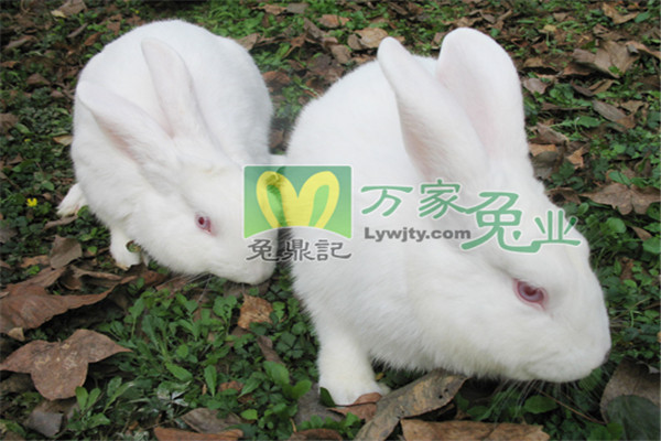万家兔业养殖加盟
